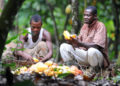 Controversy Brews Over Ghana’s 63.6% Cocoa Price Increase as Social Media Users Express Dissatisfaction