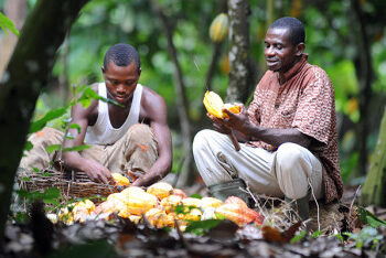 Controversy Brews Over Ghana’s 63.6% Cocoa Price Increase as Social Media Users Express Dissatisfaction