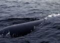 North Korea conducts ‘underwater nuclear weapons system’ test – state media
