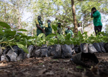 Green Ghana Day