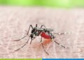 World Malaria Day