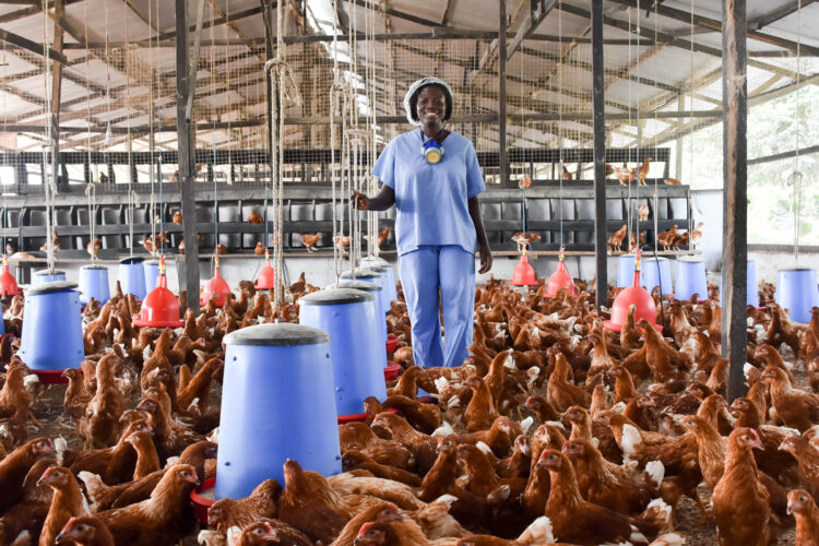 Poultry in Chain in Ghana
