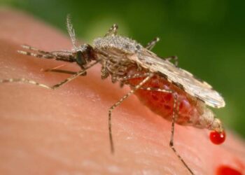 Efforts To Eliminate Malaria