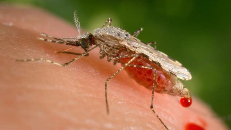 Efforts To Eliminate Malaria