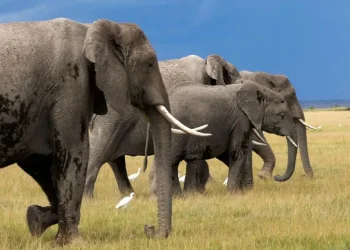 Elephant kills American tourist in Zambia