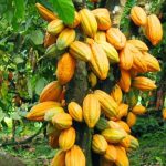 Ghana's Cocoa Suffers Crisis in Production