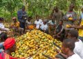 Minority Slams COCOBOD’s Shift to Self-Financing as a “Desperate Cover-Up”