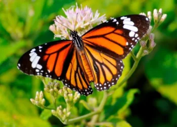 Butterfly thieves handed $200,000 fine