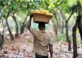 Cocoa Price Raised by 45% for 2024/25 Season to Strengthen Farmer Incomes