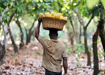 Cocoa Price Raised by 45% for 2024/25 Season to Strengthen Farmer Incomes
