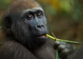 Self-medicating gorillas may hold new drugs clues