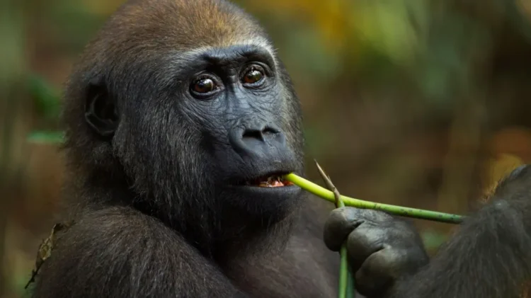 Fewer than 150,000 western lowland gorillas survive in the wild in Central and West Africa