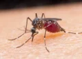 Egypt declared malaria-free after 100-year effort