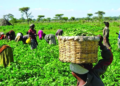 National Farmers’ Day 2024: Celebrating Ghana’s Resilient Farmers