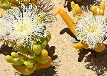 Illegal trade booms in South Africa’s ‘super-strange looking’ plants