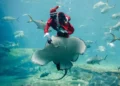 Swimming santa and dazzling dancers: Africa’s top shots