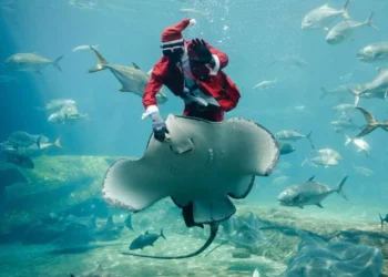 Swimming santa and dazzling dancers: Africa’s top shots