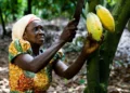 Gov’t raises cocoa farmers’ earnings to 70% of global price