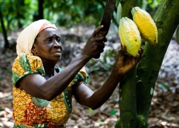 Gov’t raises cocoa farmers’ earnings to 70% of global price
